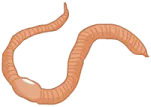 Zwykla dzdzownica
