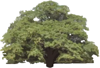Meþe Aðacý