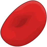 Red Blood Cell