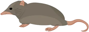 حيوان الزبابة