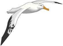 Wandering Albatross