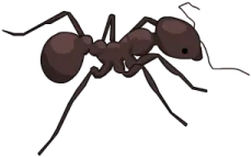 Ant
