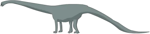 Amphilicoelias fragilimus