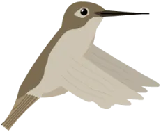 Kolibry