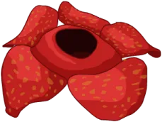 Rafflesia