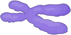 X-Chromosom