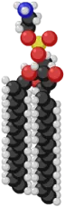 Fosfolipidy