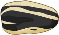 Sunflower Seed