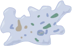 Amöbe