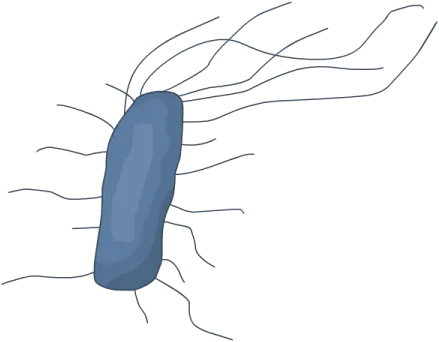 Bakteria E. coli