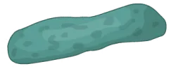 Paramecium