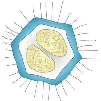 Mimivirus