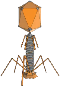 Bacteriophage