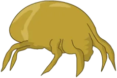 Dust mite