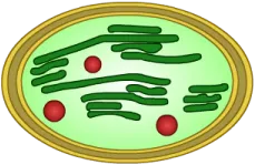 Chloroplast