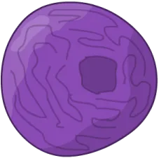Cell nucleus