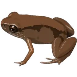 Paedophryne amauensis
