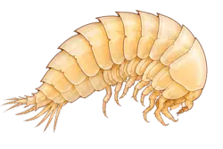 Stygotantulus stocki
